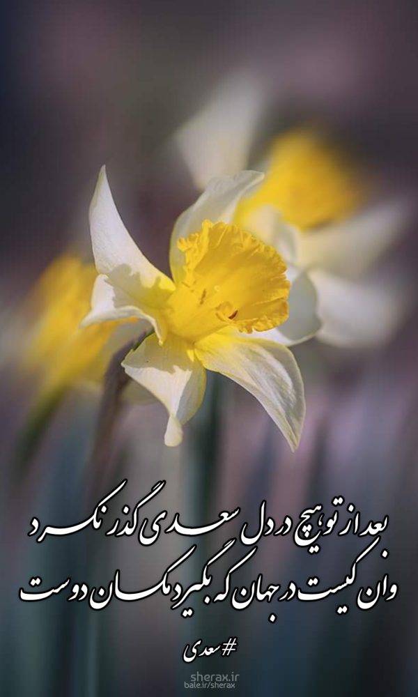 شعر عکس - بعد از تو هیچ در دل سعدی گذر نکرد - وان کیست در جهان که بگیرد مکان دوست