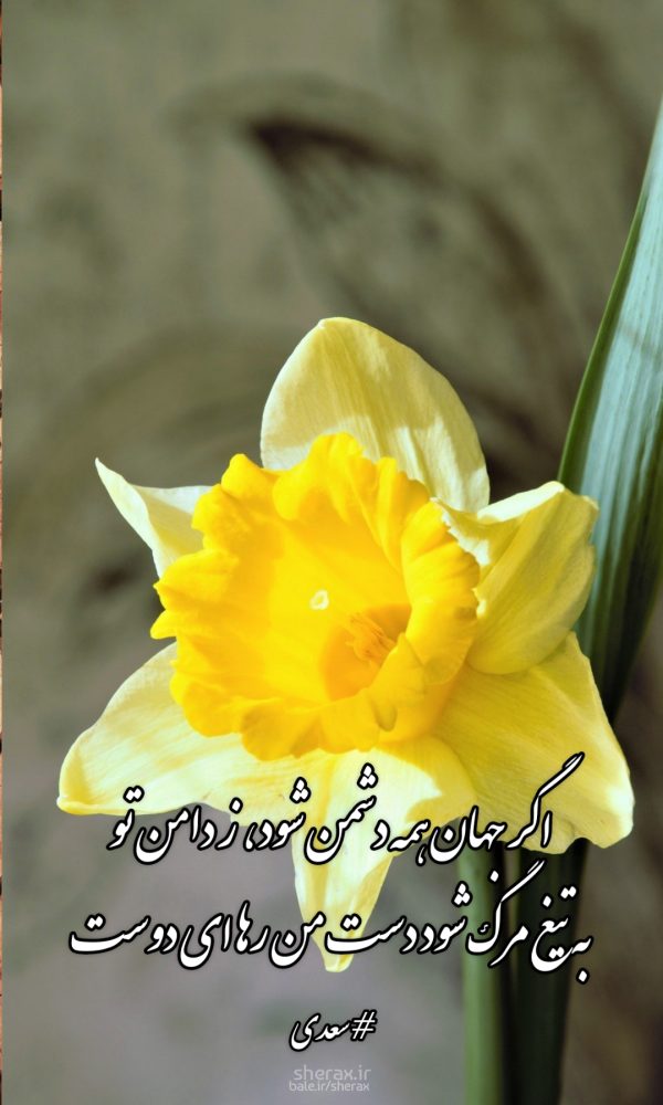 شعر عکس - اگر جهان همه دشمن شود، ز دامن تو - به تیغ مرگ شود دست من رها ای دوست