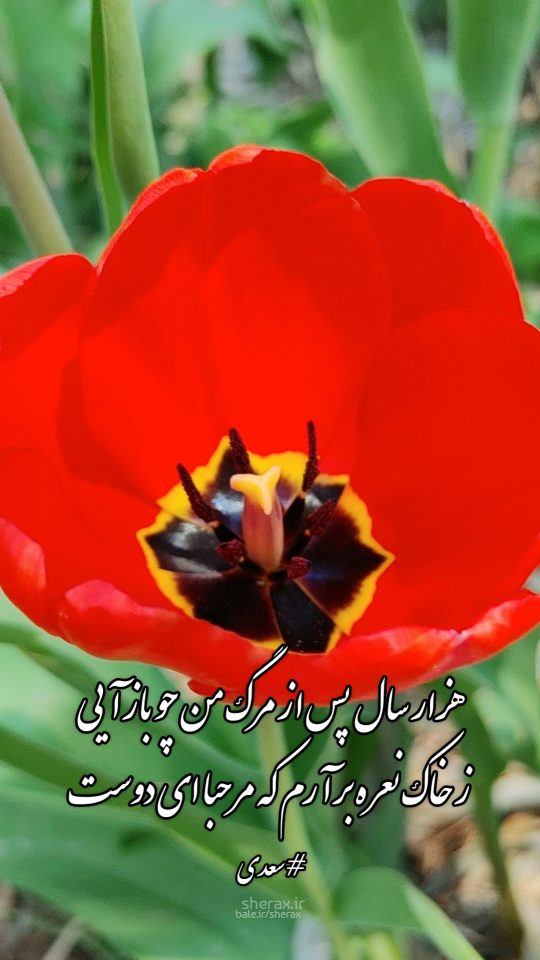 شعر عکس - هزار سال پس از مرگ من چو بازآیی - ز خاک نعره برآرم که مرحبا ای دوست