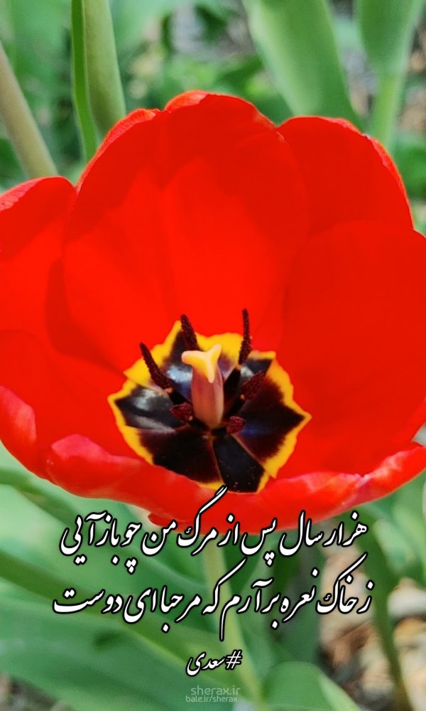 شعر عکس - هزار سال پس از مرگ من چو بازآیی - ز خاک نعره برآرم که مرحبا ای دوست