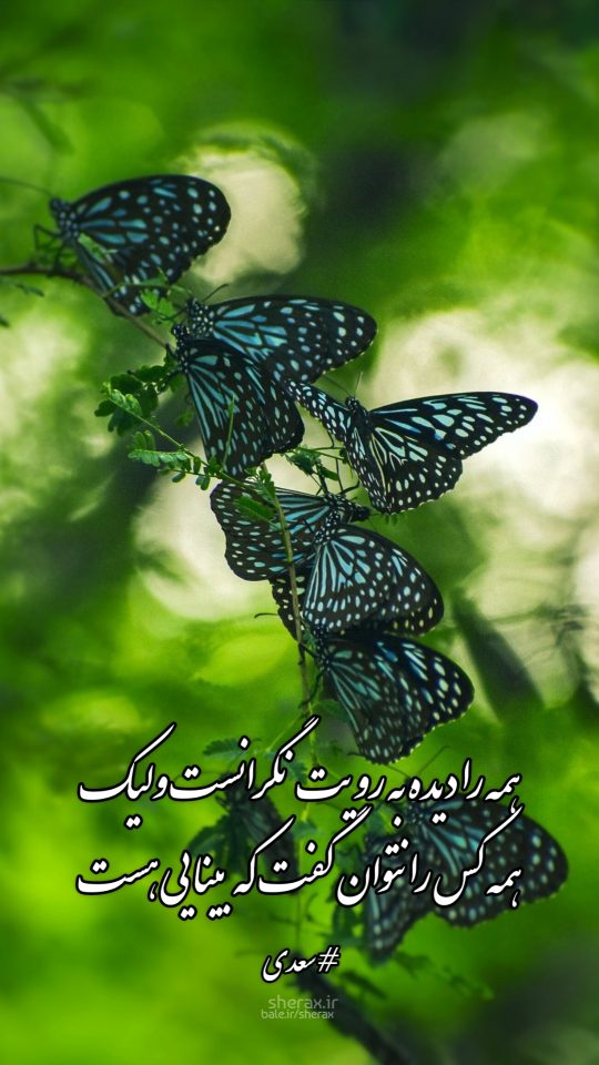 شعر عکس - همه را دیده به رویت نگرانست ولیک - همه کس را نتوان گفت که بینایی هست