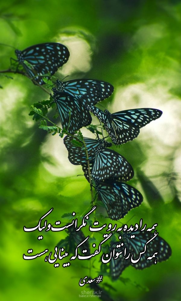 شعر عکس - همه را دیده به رویت نگرانست ولیک - همه کس را نتوان گفت که بینایی هست