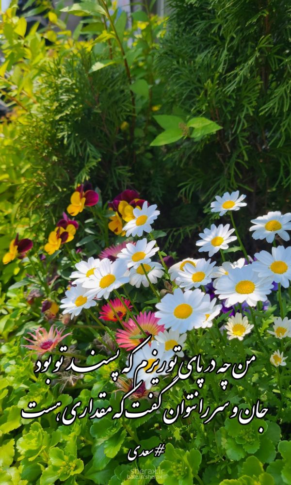 شعر عکس - من چه در پای تو ریزم که پسند تو بود - جان و سر را نتوان گفت که مقداری هست