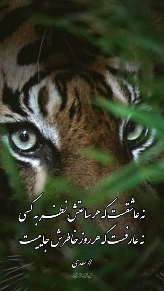 شعر عکس - نه عاشقست که هر ساعتش نظر به کسی - نه عارفست که هر روز خاطرش جاییست