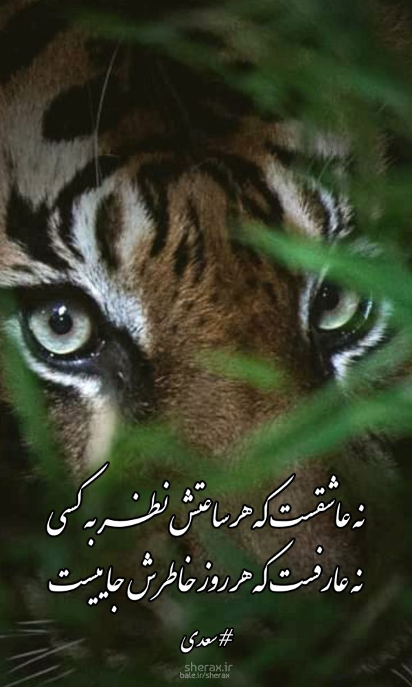 شعر عکس - نه عاشقست که هر ساعتش نظر به کسی - نه عارفست که هر روز خاطرش جاییست