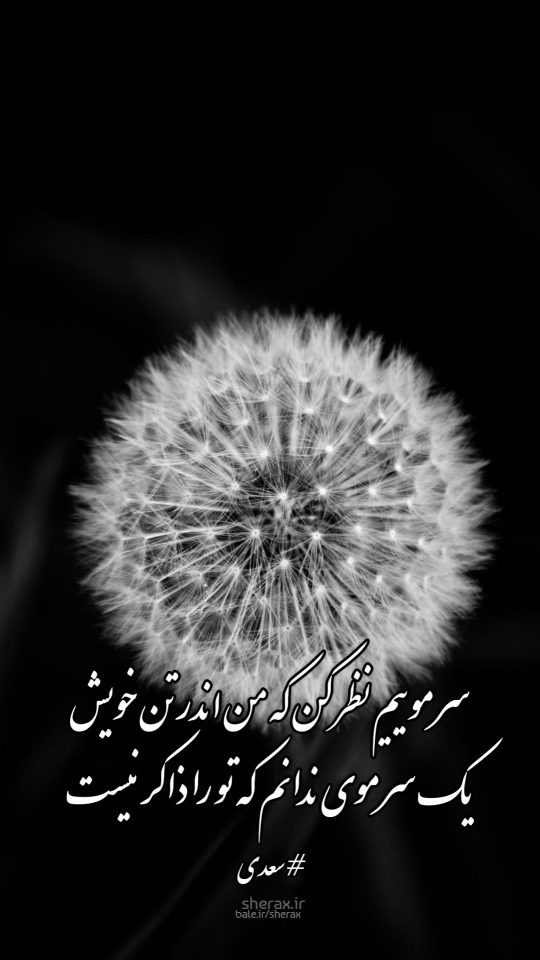 شعر عکس - سر موییم نظر کن که من اندر تن خویش - یک سر موی ندانم که تو را ذاکر نیست