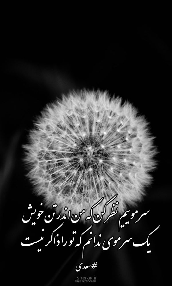 شعر عکس - سر موییم نظر کن که من اندر تن خویش - یک سر موی ندانم که تو را ذاکر نیست