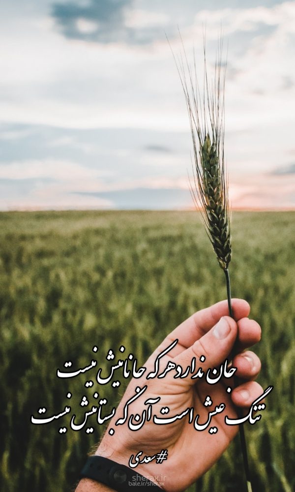 شعر عکس - جان ندارد هر که جانانیش نیست - تنگ عیش است آن که بستانیش نیست