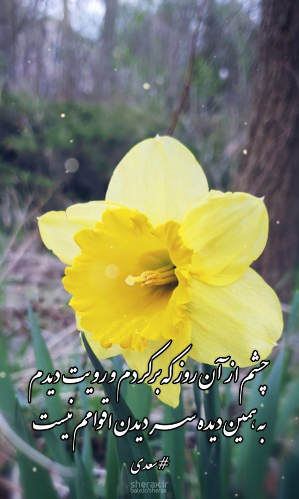 شعر عکس - چشم از آن روز که برکردم و رویت دیدم - به همین دیده سر دیدن اقوامم نیست