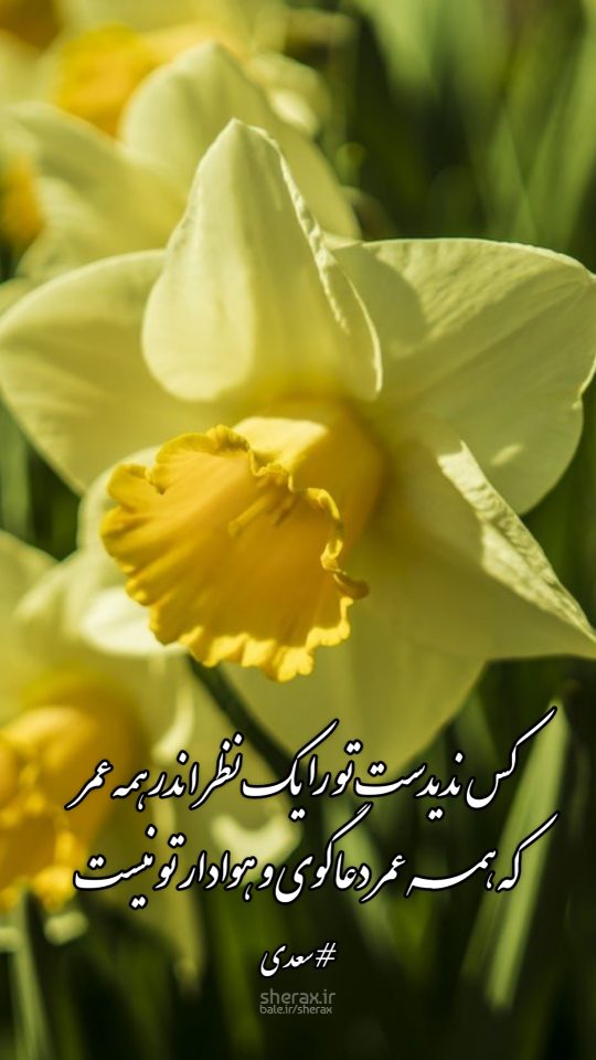 شعر عکس - کس ندیدست تو را یک نظر اندر همه عمر - که همه عمر دعاگوی و هوادار تو نیست