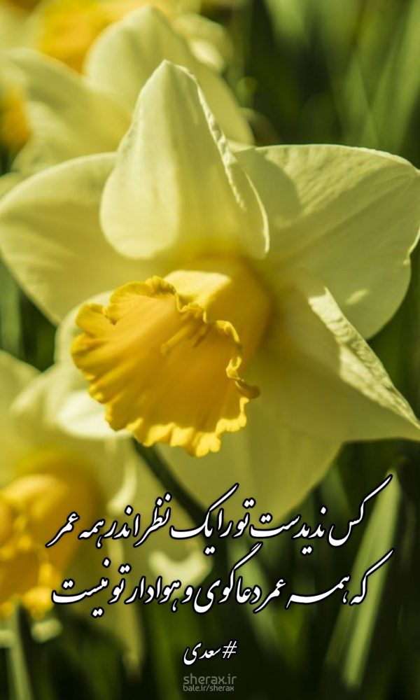 شعر عکس - کس ندیدست تو را یک نظر اندر همه عمر - که همه عمر دعاگوی و هوادار تو نیست