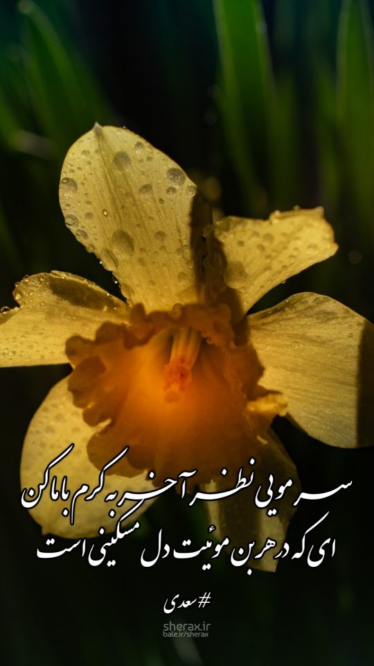 شعر عکس - سر مویی نظر آخر به کرم با ما کن - ای که در هر بن موییت دل مسکینی است