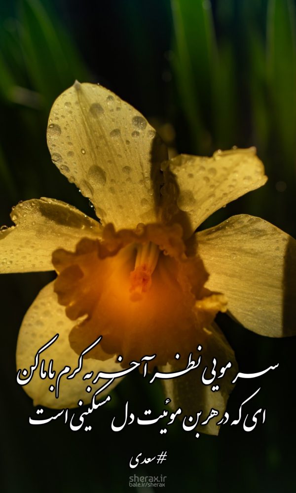 شعر عکس - سر مویی نظر آخر به کرم با ما کن - ای که در هر بن موییت دل مسکینی است