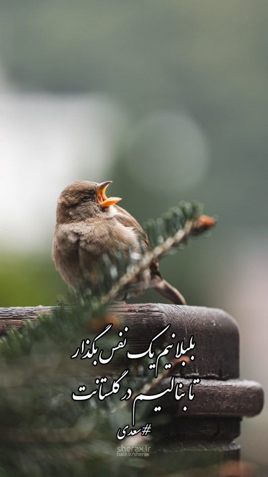 شعر عکس - بلبلانیم یک نفس بگذار - تا بنالیم در گلستانت