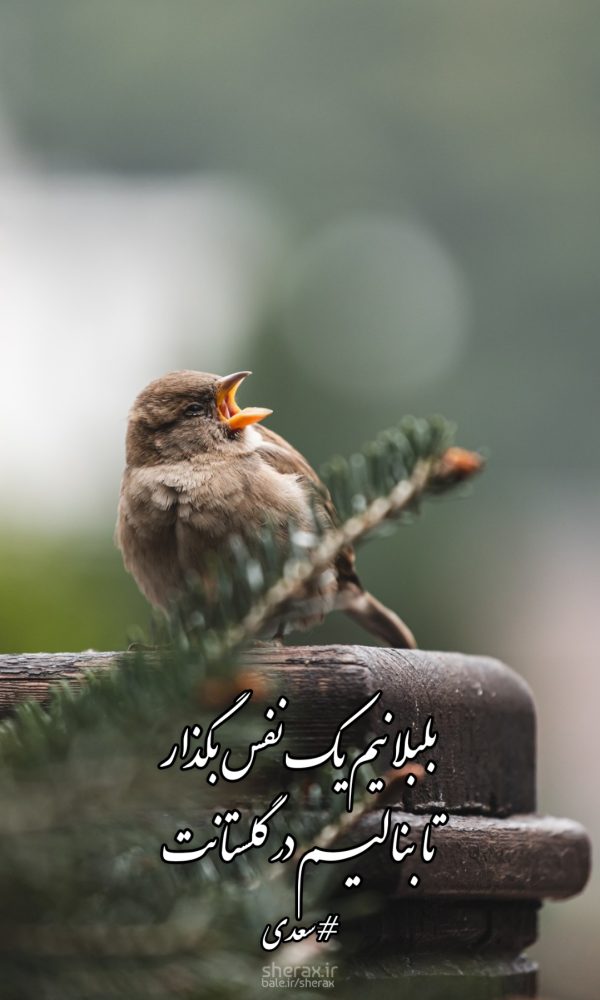 شعر عکس - بلبلانیم یک نفس بگذار - تا بنالیم در گلستانت