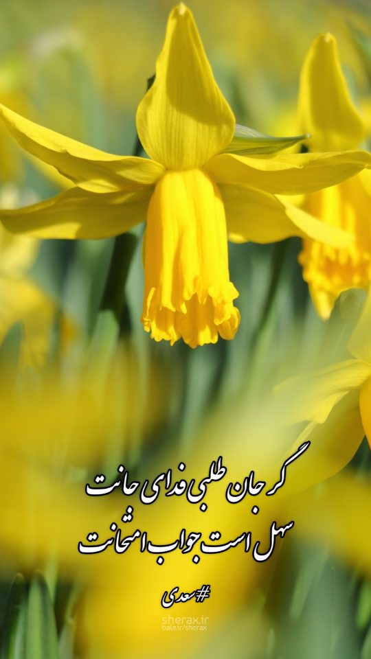 شعر عکس - گر جان طلبی فدای جانت - سهل است جواب امتحانت