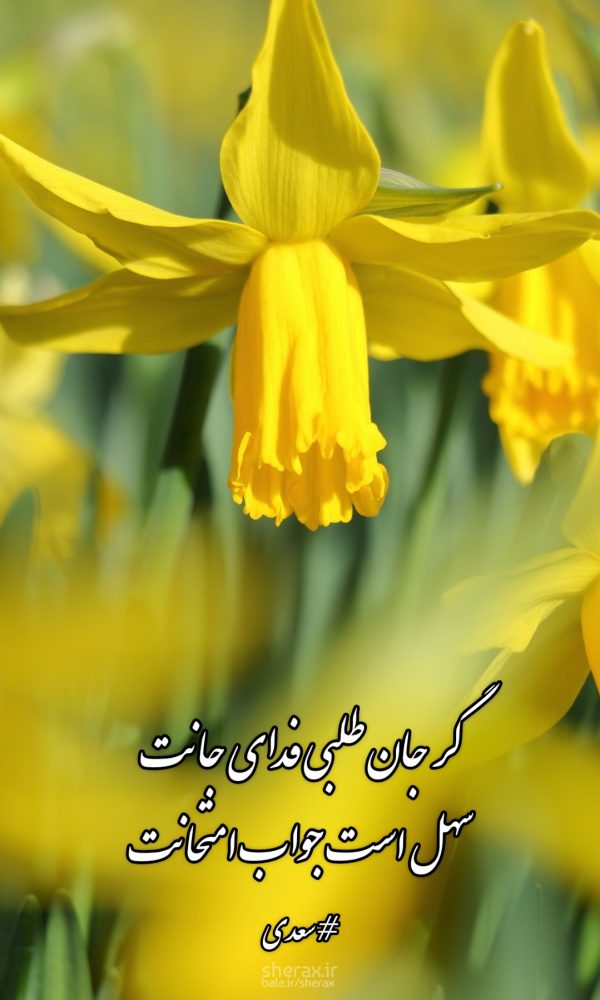 شعر عکس - گر جان طلبی فدای جانت - سهل است جواب امتحانت