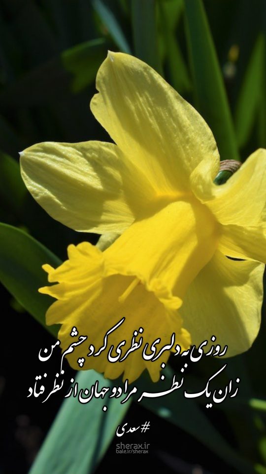 شعر عکس - روزی به دلبری نظری کرد چشم من - زان یک نظر مرا دو جهان از نظر فتاد