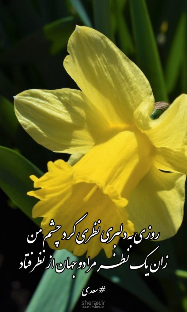 شعر عکس - روزی به دلبری نظری کرد چشم من - زان یک نظر مرا دو جهان از نظر فتاد