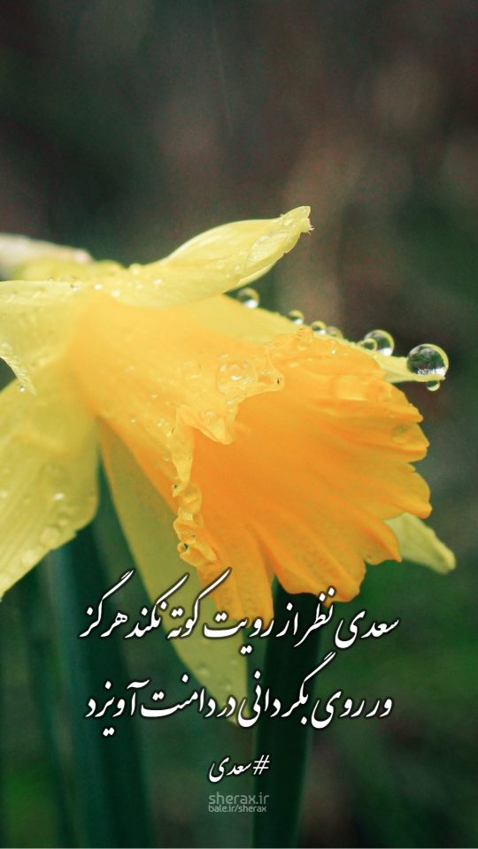 شعر عکس - سعدی نظر از رویت کوته نکند هرگز - ور روی بگردانی در دامنت آویزد