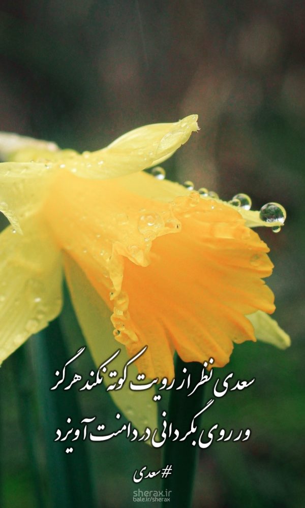 شعر عکس - سعدی نظر از رویت کوته نکند هرگز - ور روی بگردانی در دامنت آویزد