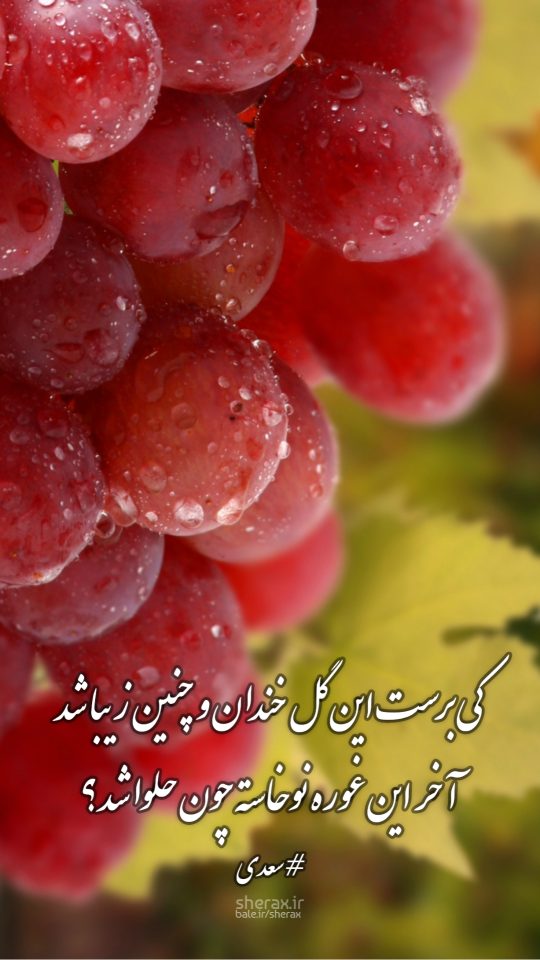 شعر عکس - کی برست این گل خندان و چنین زیبا شد - آخر این غوره نوخاسته چون حلوا شد؟