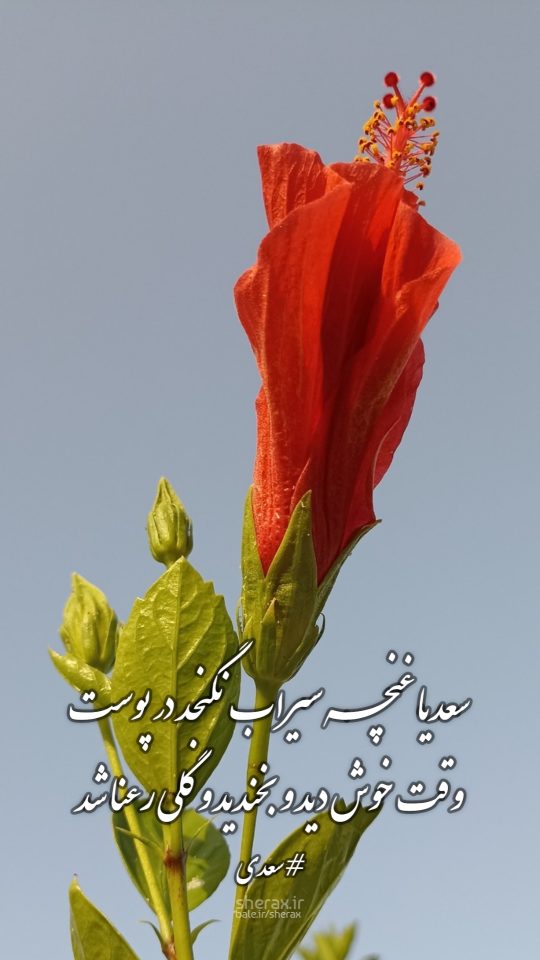 شعر عکس - سعدیا غنچه سیراب نگنجد در پوست - وقت خوش دید و بخندید و گلی رعنا شد