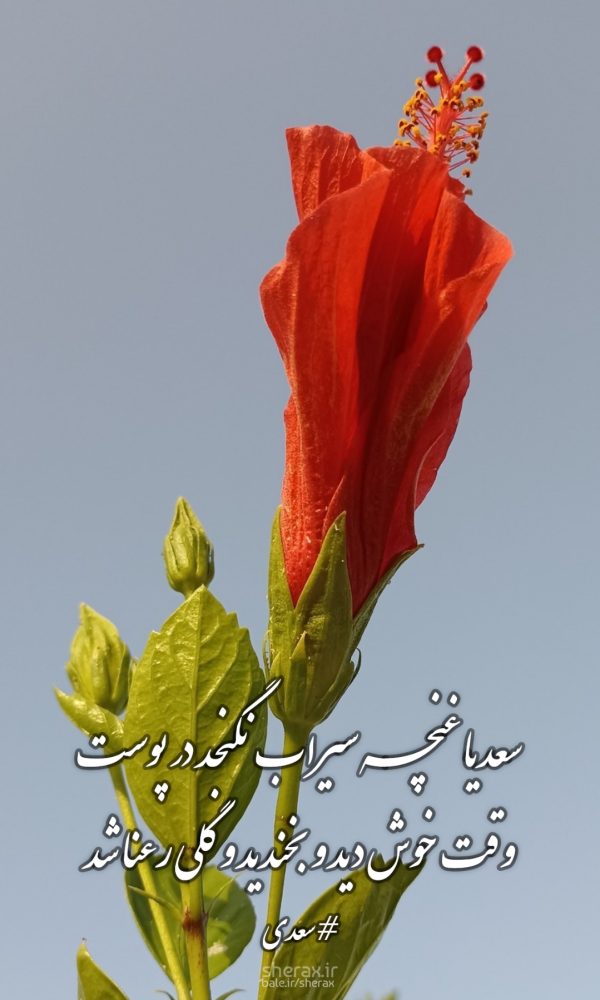 شعر عکس - سعدیا غنچه سیراب نگنجد در پوست - وقت خوش دید و بخندید و گلی رعنا شد