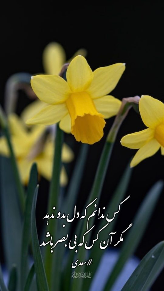 شعر عکس - کس ندانم که دل بدو ندهد - مگر آن کس که بی بصر باشد