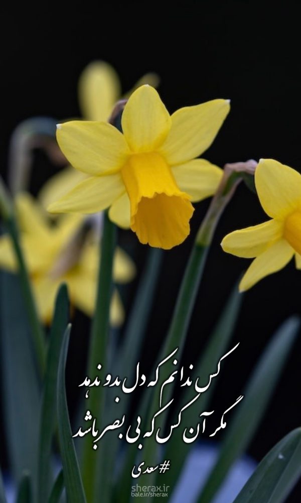 شعر عکس - کس ندانم که دل بدو ندهد - مگر آن کس که بی بصر باشد