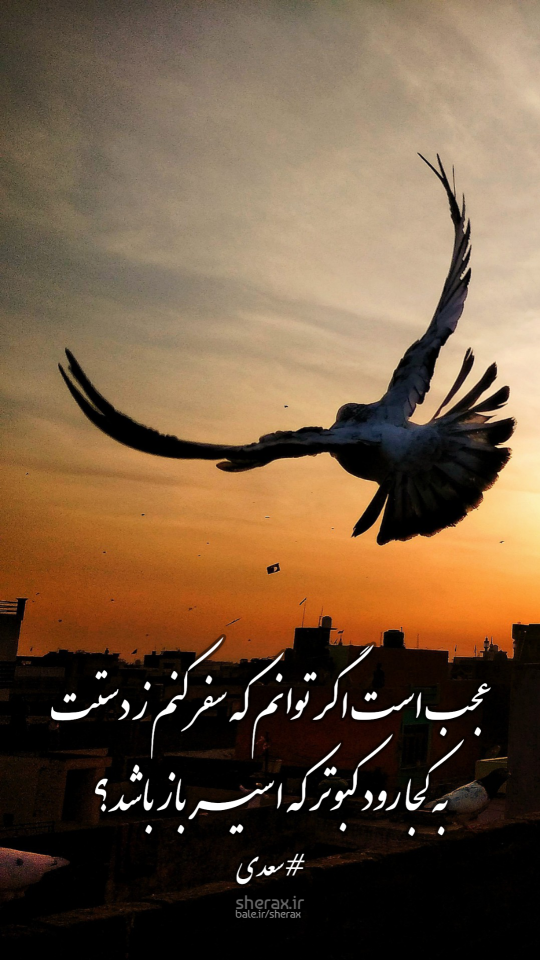شعر عکس - عجبست اگر توانم که سفر کنم ز دستت - به کجا رود کبوتر که اسیر باز باشد