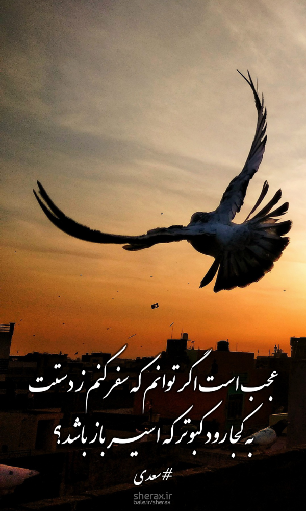 شعر عکس - عجبست اگر توانم که سفر کنم ز دستت - به کجا رود کبوتر که اسیر باز باشد