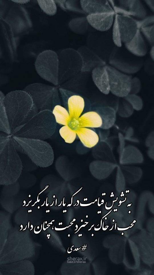 شعر عکس - به تشویش قیامت در که یار از یار بگریزد - محب از خاک برخیزد محبت همچنان دارد