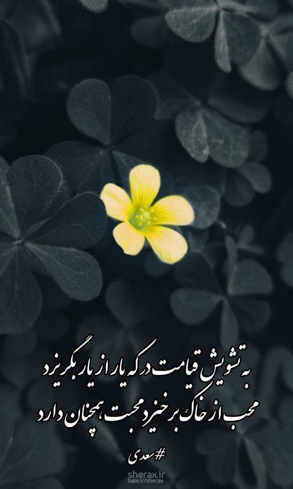 شعر عکس - به تشویش قیامت در که یار از یار بگریزد - محب از خاک برخیزد محبت همچنان دارد