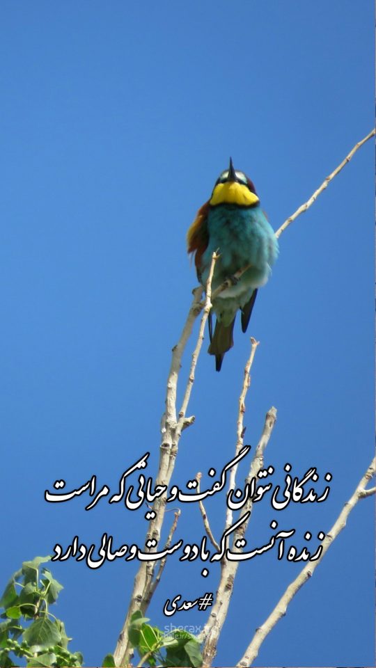 شعر عکس - زندگانی نتوان گفت و حیاتی که مراست - زنده آنست که با دوست وصالی دارد