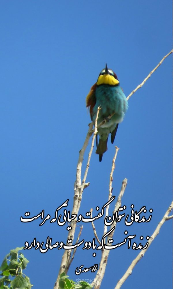 شعر عکس - زندگانی نتوان گفت و حیاتی که مراست - زنده آنست که با دوست وصالی دارد