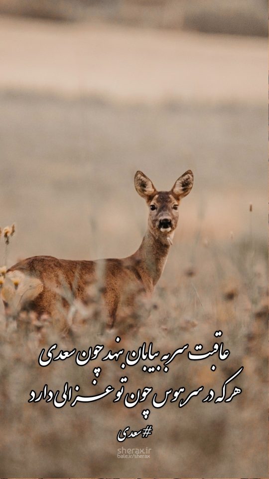 شعر عکس - عاقبت سر به بیابان بنهد چون سعدی - هر که در سر هوس چون تو غزالی دارد