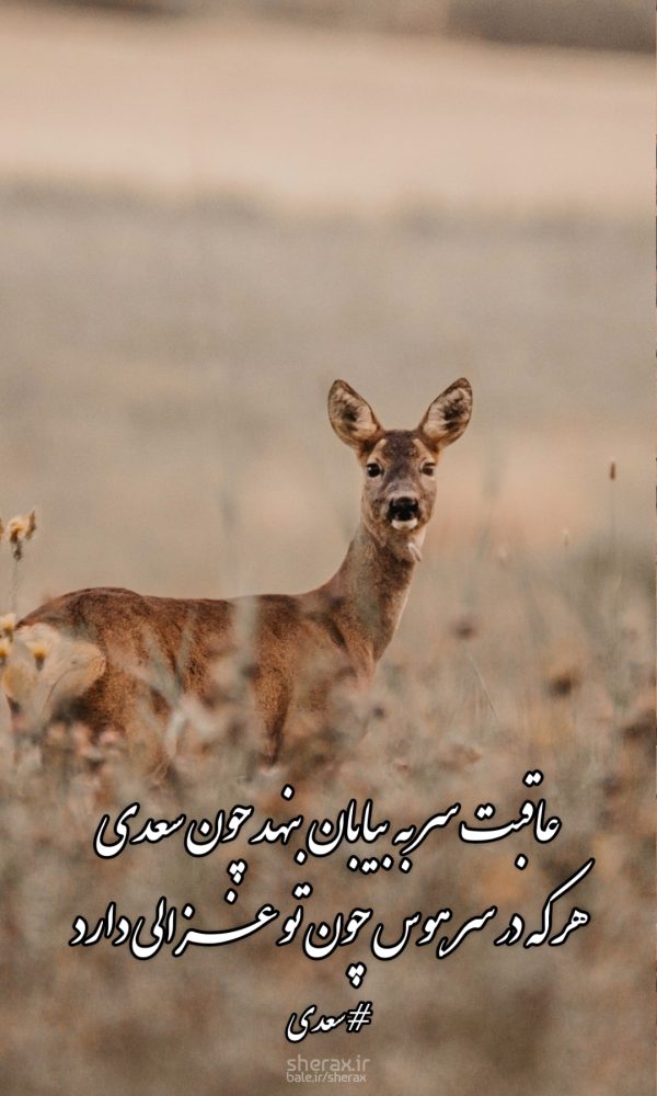 شعر عکس - عاقبت سر به بیابان بنهد چون سعدی - هر که در سر هوس چون تو غزالی دارد