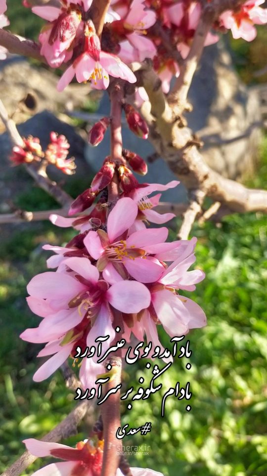 شعر عکس - باد آمد و بوی عنبر آورد - بادام شکوفه بر سر آورد