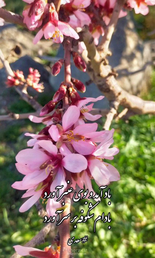 شعر عکس - باد آمد و بوی عنبر آورد - بادام شکوفه بر سر آورد