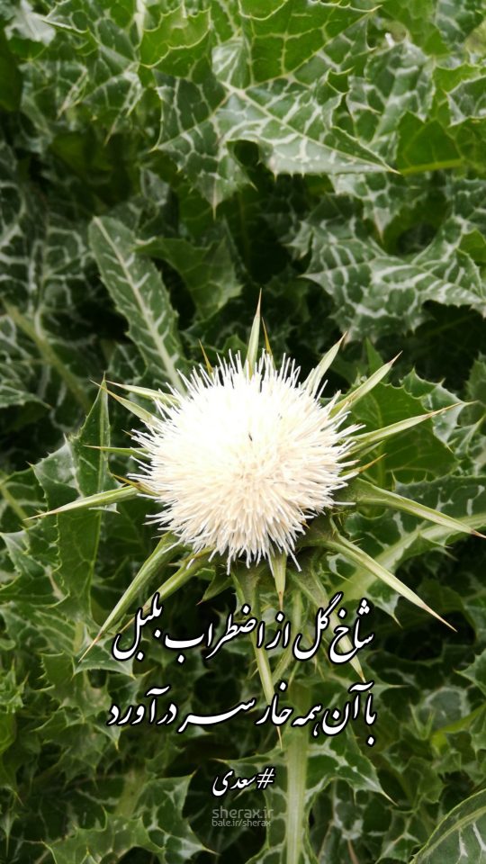شعر عکس - شاخ گل از اضطراب بلبل - با آن همه خار سر درآورد