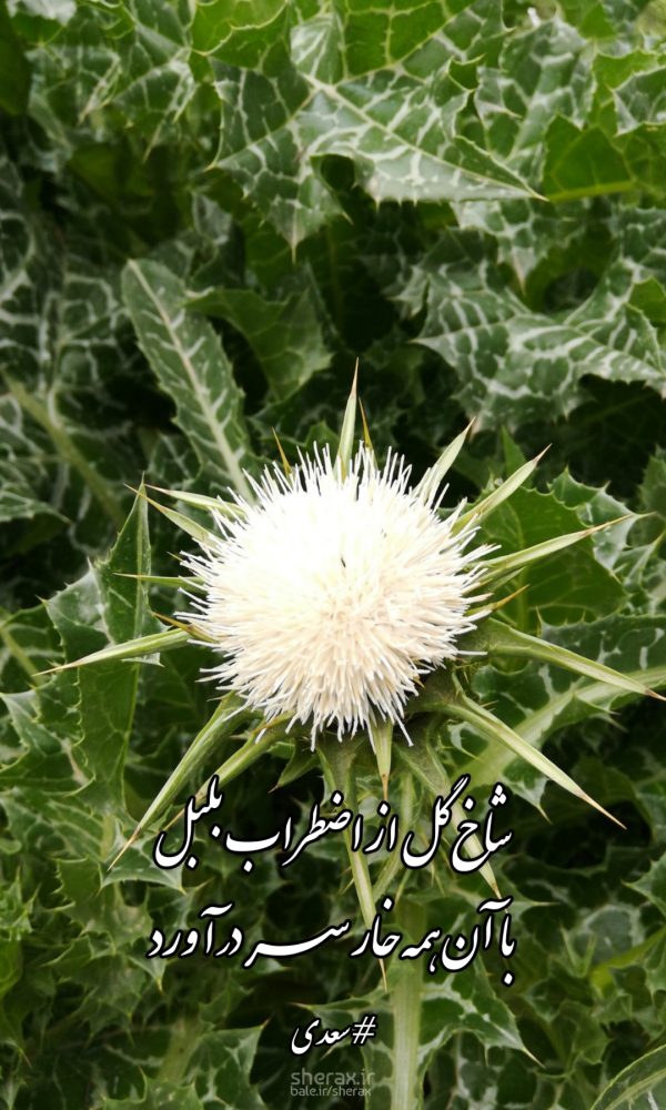 شعر عکس - شاخ گل از اضطراب بلبل - با آن همه خار سر درآورد