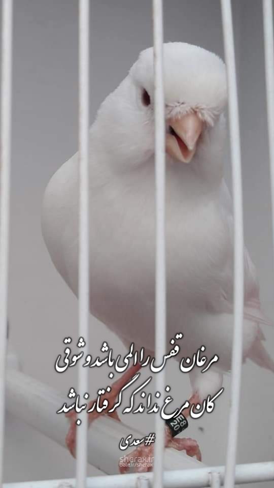 شعر عکس - مرغان قفس را اَلمی باشد و شوقی - کان مرغ نداند که گرفتار نباشد