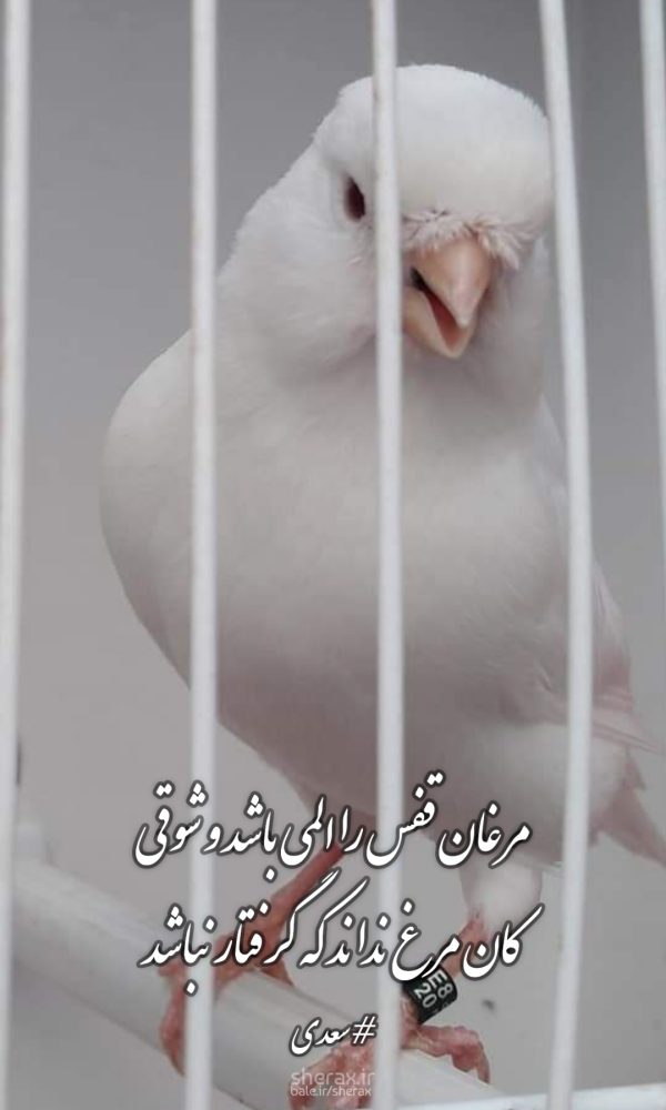 شعر عکس - مرغان قفس را اَلمی باشد و شوقی - کان مرغ نداند که گرفتار نباشد