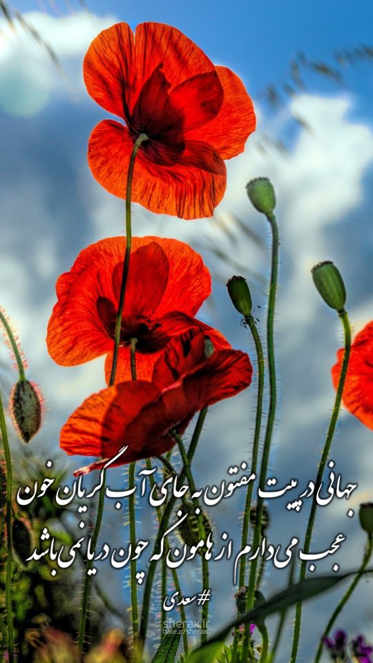 شعر عکس - جهانی در پی‌ات مفتون به جای آب گریان خون - عجب می‌دارم از هامون که چون دریا نمی‌باشد؟