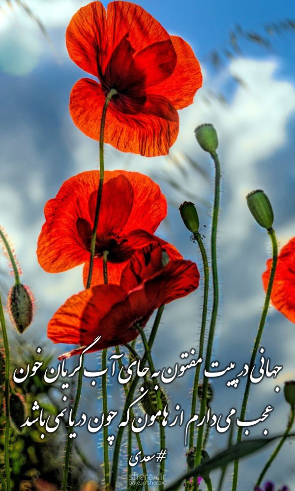 شعر عکس - جهانی در پی‌ات مفتون به جای آب گریان خون - عجب می‌دارم از هامون که چون دریا نمی‌باشد؟
