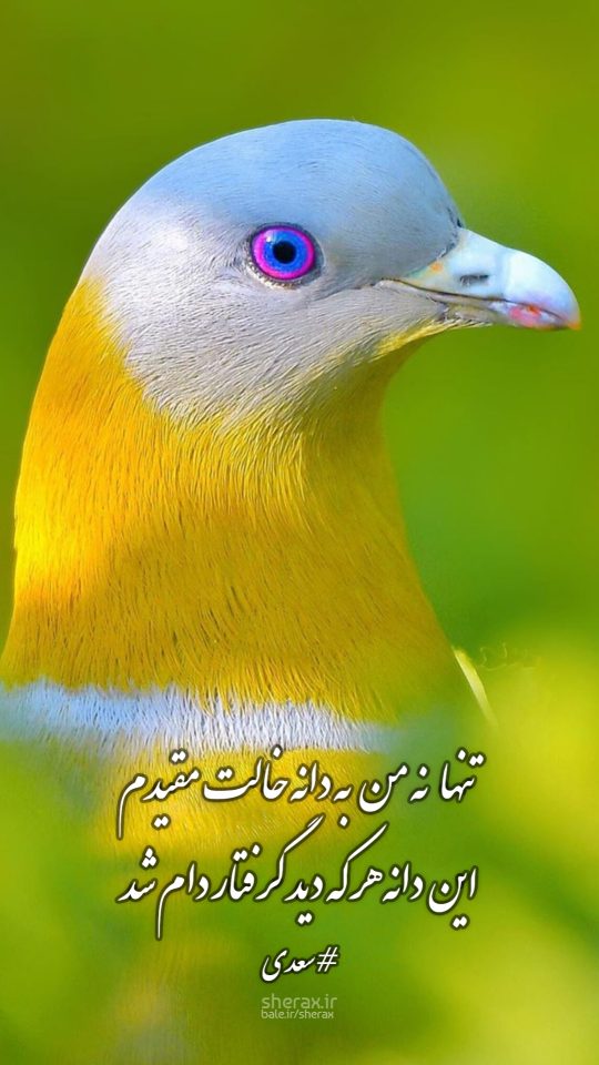 شعر عکس - تنها نه من به دانه خالت مقیدم - این دانه هر که دید گرفتار دام شد
