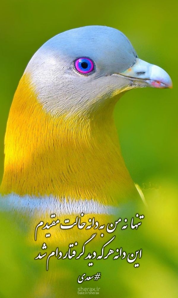 شعر عکس - تنها نه من به دانه خالت مقیدم - این دانه هر که دید گرفتار دام شد