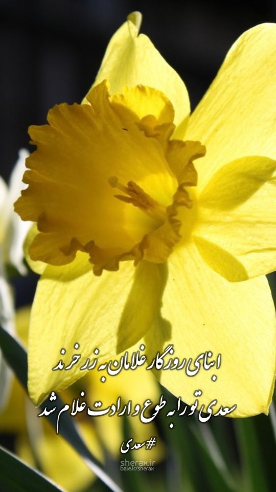 شعر عکس - ابنای روزگار غلامان به زر خرند - سعدی تو را به طوع و ارادت غلام شد