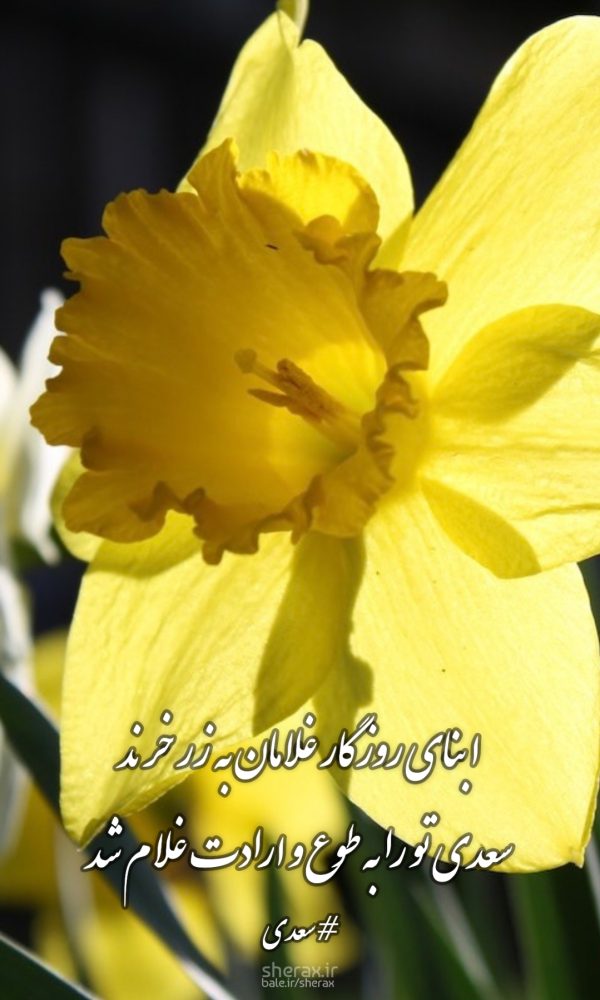 شعر عکس - ابنای روزگار غلامان به زر خرند - سعدی تو را به طوع و ارادت غلام شد